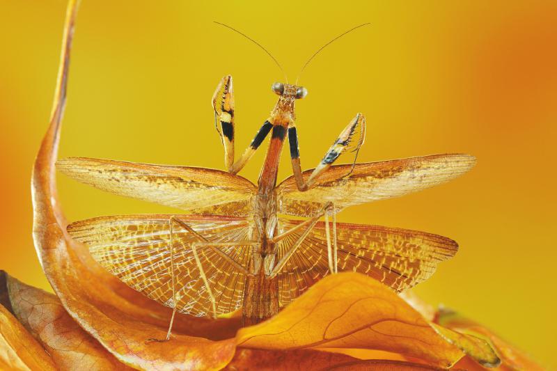 正在捕食蜻蜓的螳螂.