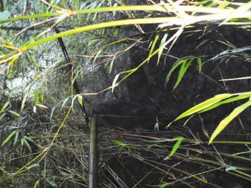 "前几日,叙永县龙凤村四坪村三社社长邓德祥在当地山上发现一只误踩
