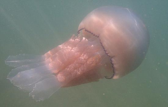 Ӣ����̲���־���Ͱˮĸ ֱ��1���ش�20����(ͼ)