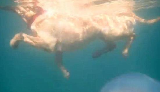 Ӣ����̲���־���Ͱˮĸ ֱ��1���ش�20����(ͼ)