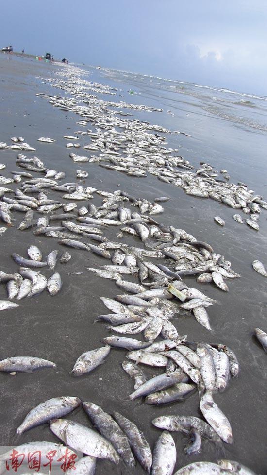 防城港江山半岛白浪滩惊现大量死鱼 绵延两三公里