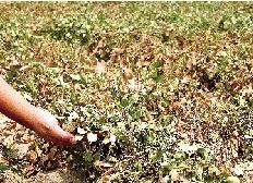 7��28�գ����ػƺ�̲��������ׯ������ɺ����ݻơ� �»��緢