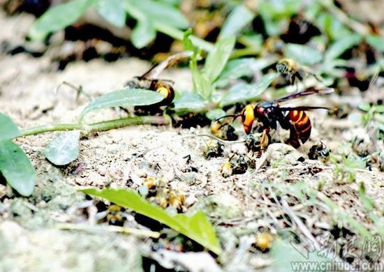 图为:马蜂在啃食蜜蜂蜜