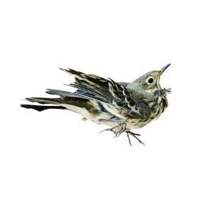 ý����ء�����������������԰��ץ�������ο�