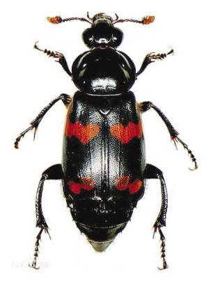 葬甲虫1亿年不变模样 以吃小型恐龙腐尸为生(图)