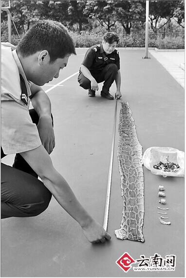 �񾯲�����Ƥ