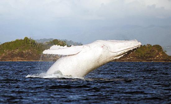 白色座头鲸,所以人们对它采取了特殊的保护措施,并给它起名叫"米迦罗"