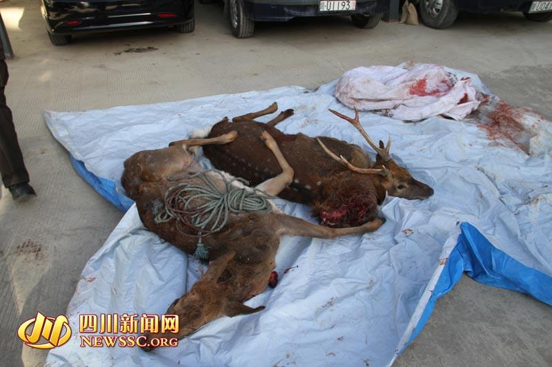 3名男子为吃野味 改装枪支杀梅花鹿被捕(图)