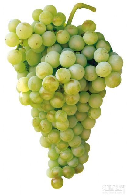 盘点被世人低估的十大白葡萄品种