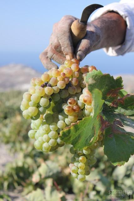 盘点被世人低估的十大白葡萄品种