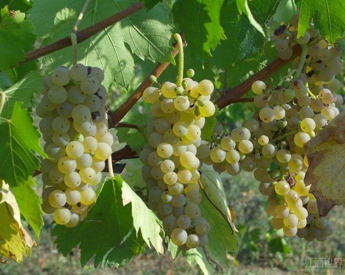 盘点被世人低估的十大白葡萄品种