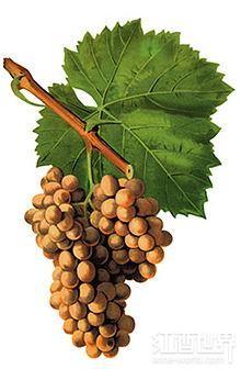 盘点被世人低估的十大白葡萄品种