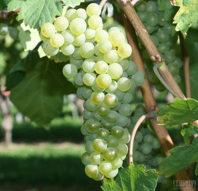 盘点被世人低估的十大白葡萄品种
