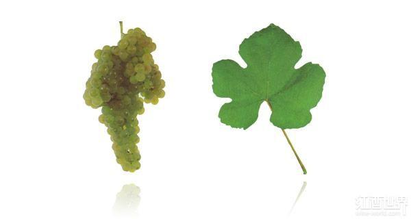 盘点被世人低估的十大白葡萄品种