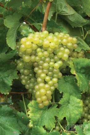 盘点被世人低估的十大白葡萄品种