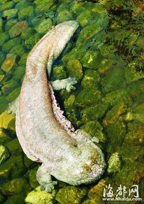 福州街边公开售卖"小娃娃鱼" 原系东方蝾螈