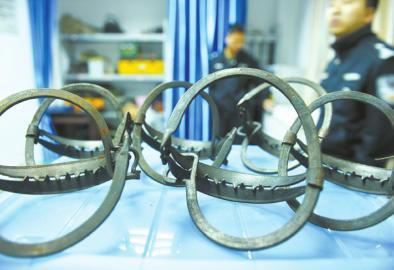 青川森林公安展示收缴的各种捕猎工具.