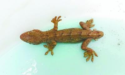 武汉现"双头壁虎" 专家:系断尾后长出肉瘤(图)