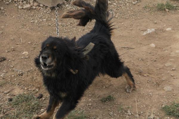 行业乱象:喂激素,打硅胶包装"猪獒"