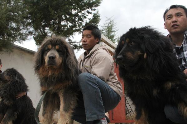 藏獒seo 中国新闻网