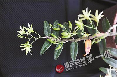 重庆发现名贵石斛"曲茎石斛" 千克起步价4万元