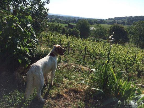 卢瓦尔河谷品丽珠之旅