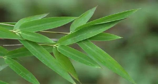 九寨沟箭竹现枯死现象 大熊猫遭遇"缺粮危机"