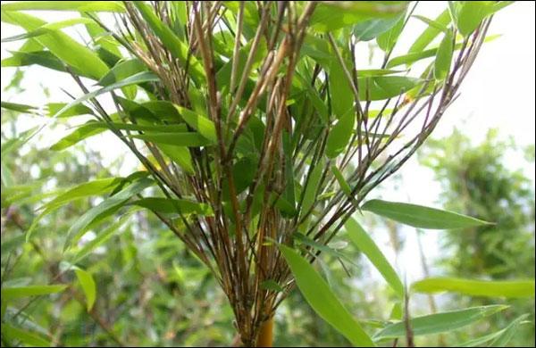 九寨沟箭竹现枯死现象 大熊猫遭遇"缺粮危机"