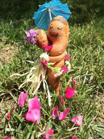 两只胡萝卜紧密相拥似恋人 主人为其"办婚礼"(图)