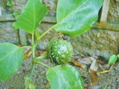 8月11日,西安一名6岁男童误食曼陀罗中毒,急需治疗药物"毛果芸香碱"