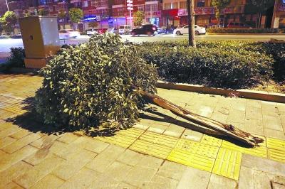 在新洲区阳逻街平江西路发生一起惨烈车祸,一辆牌号为鄂aq8417丰田