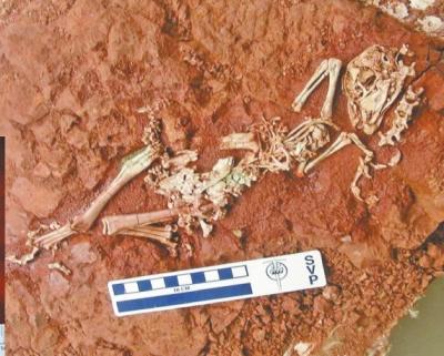 世界上最小的窃蛋龙化石发掘于洛阳栾川 身长仅60厘米