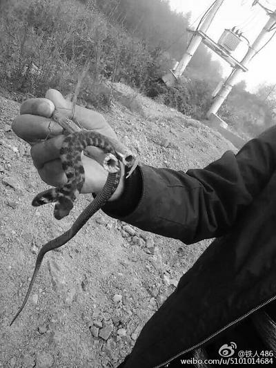 通化现罕见双头蛇