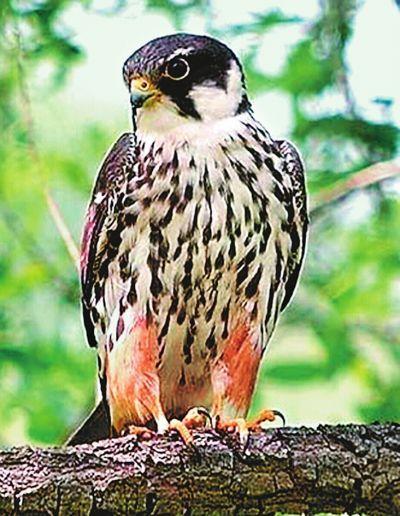 (燕隼,属国家二级保护动物)