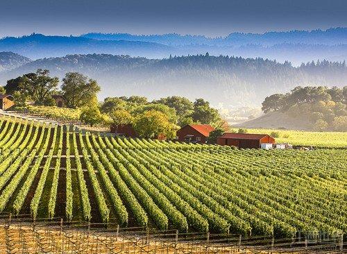 带你快速游览美国纳帕谷(组图)