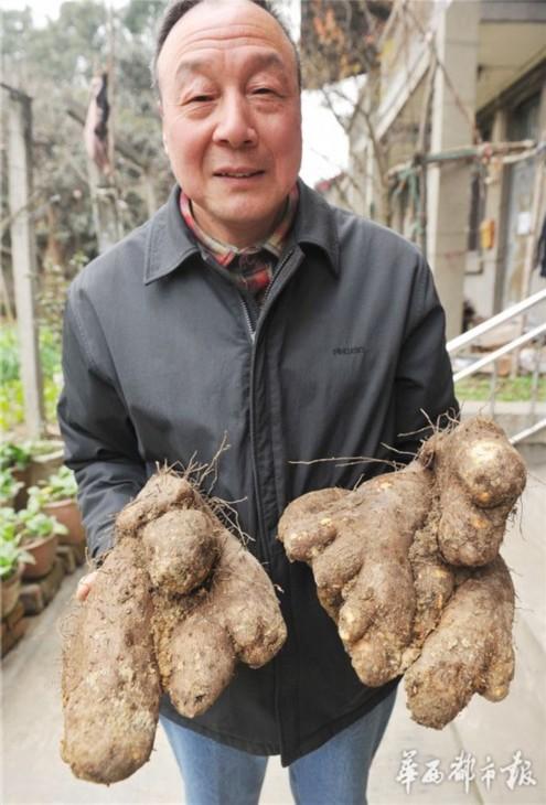 成都66岁老人在自家花台挖出18斤重脚板苕