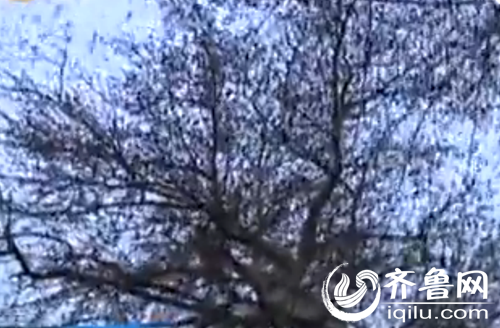 ���ϵ������ѹѹһƬ����Ƶ��ͼ��