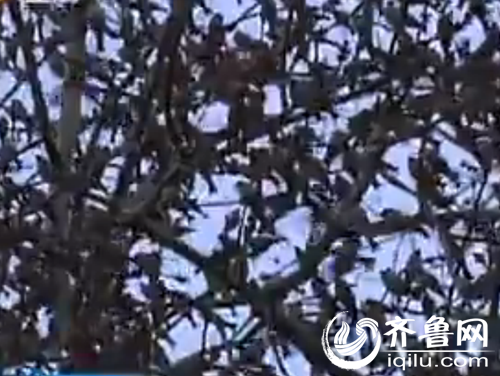 ����ͣ�����ܼ����������Ƶ��ͼ��