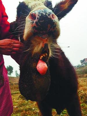 牛的舌头从第二张嘴中伸出家住毕节市金海湖新区岔河镇塘丰村的村民宋