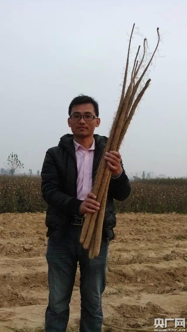 2015年11月在黄河故道铁棍山药收获现场重整旗鼓再次创业 而今道路