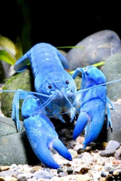 蟹群中现蓝紫色"阿凡达" 专家:海水和光照所致