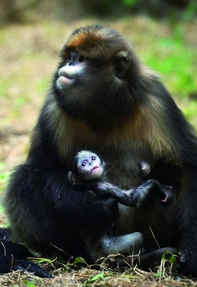 北京动物园3种金丝猴齐添"千金" 看猴莫敲玻璃