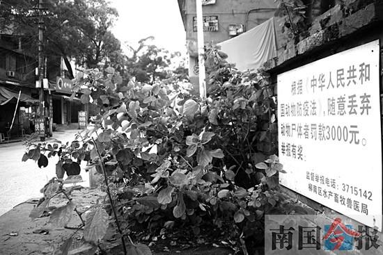 ����ÿ����ǧ�������� ����