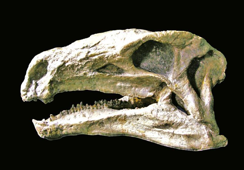 揭秘自贡恐龙博物馆镇馆之宝:太白华阳龙(图)