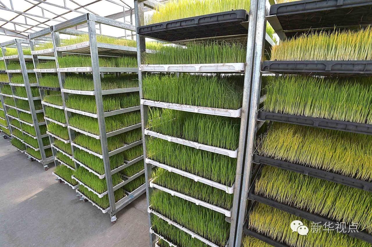 玖成合作社快速育秧车间里,整齐地摆放着育秧箱,刚刚萌发出的水稻