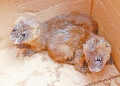 ֣�ݶ������̻����ŵ���ζ �в���ǽ����һ�ѻ�����