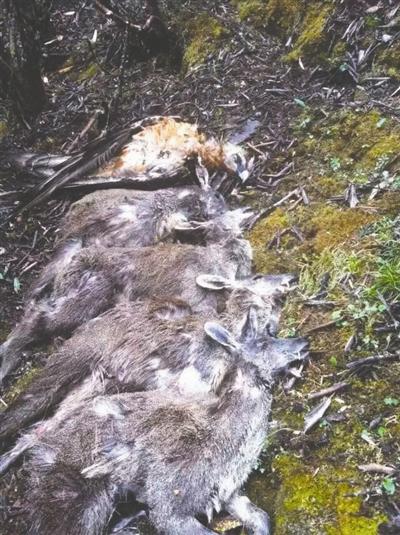 为割取比黄金还贵的麝香 4人猎杀19只马麝落网(图)