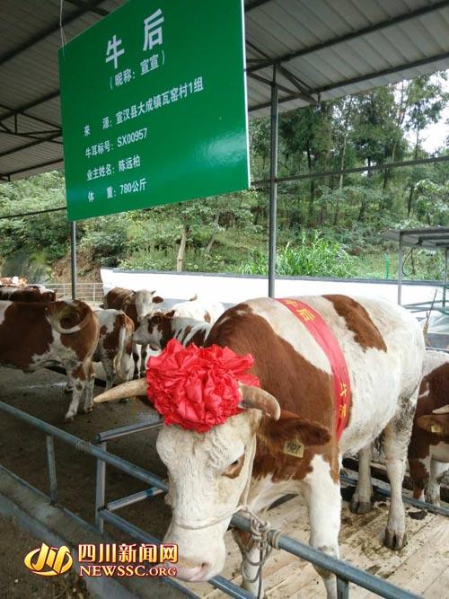 四川宣汉"牛王"重1500公斤 可卖至少4万元(图)