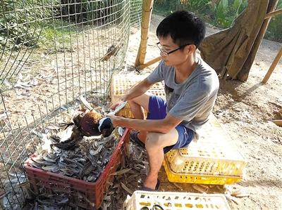 张柏铭给山鸡拔毛——到了特定的生长周期,拔毛有利于山鸡的生长