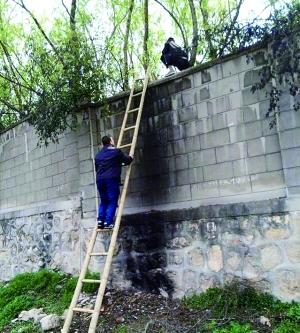 村民60元带游客翻墙入动物园 游客下去就听见狮吼